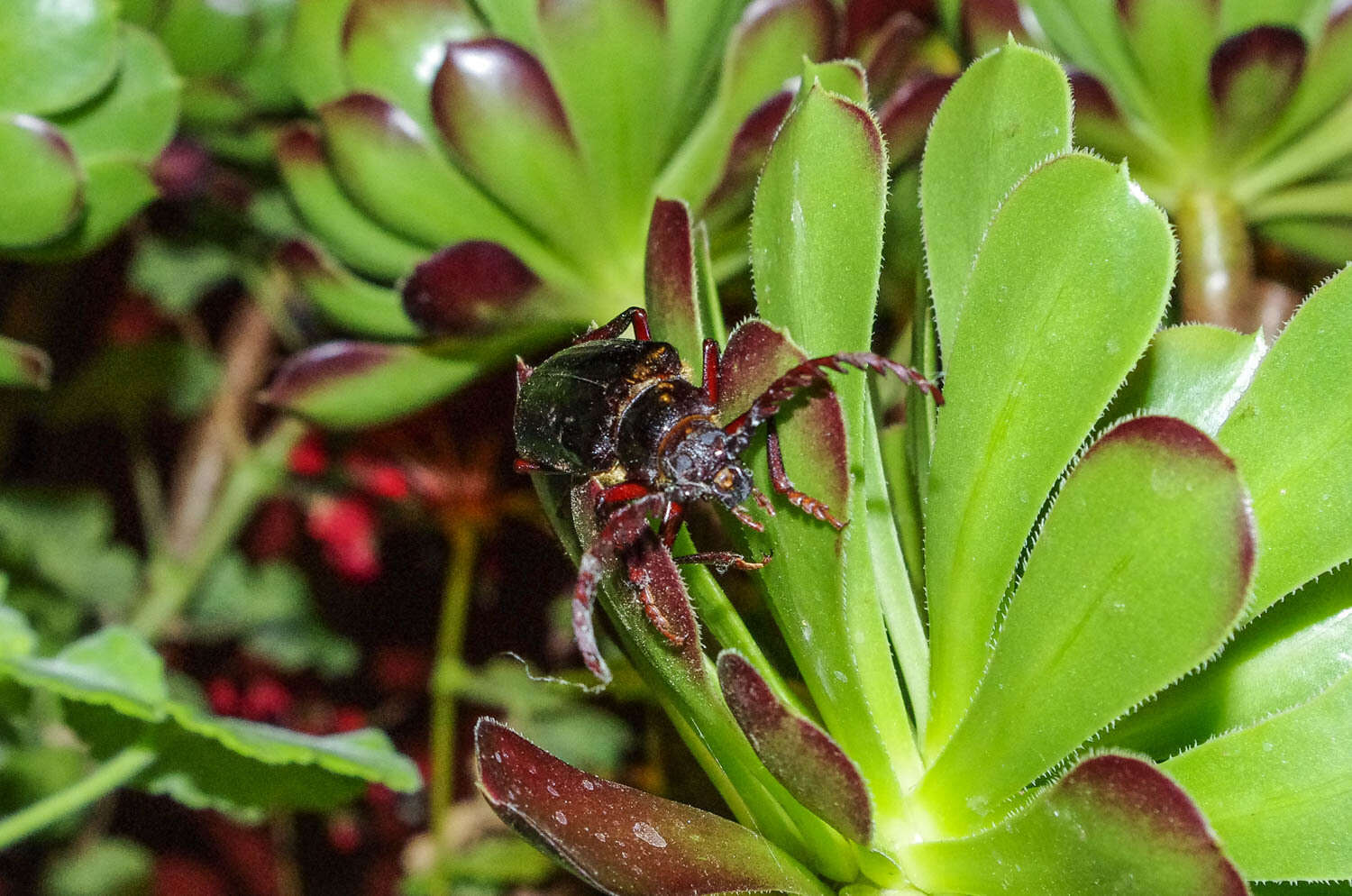 Sivun Prionus californicus Motschulsky 1845 kuva