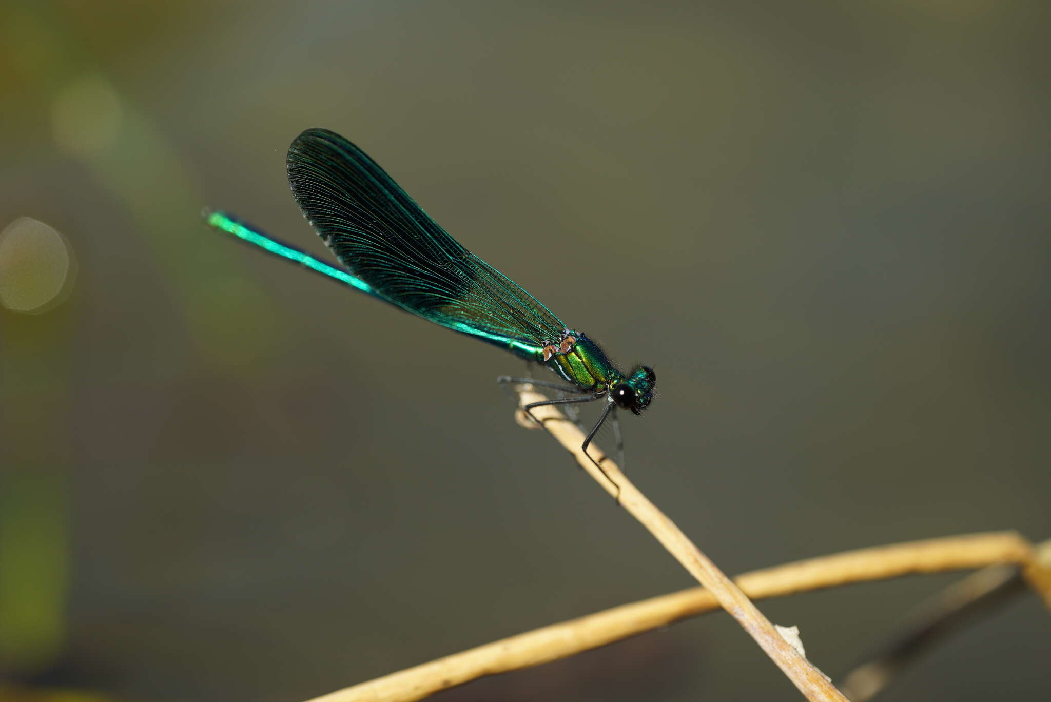 Image of Western Demoiselle