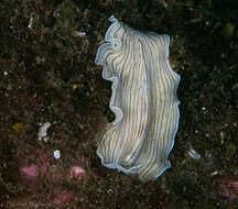 Image of candy striped flatworm