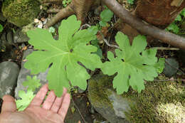 Image of arctic sweet coltsfoot