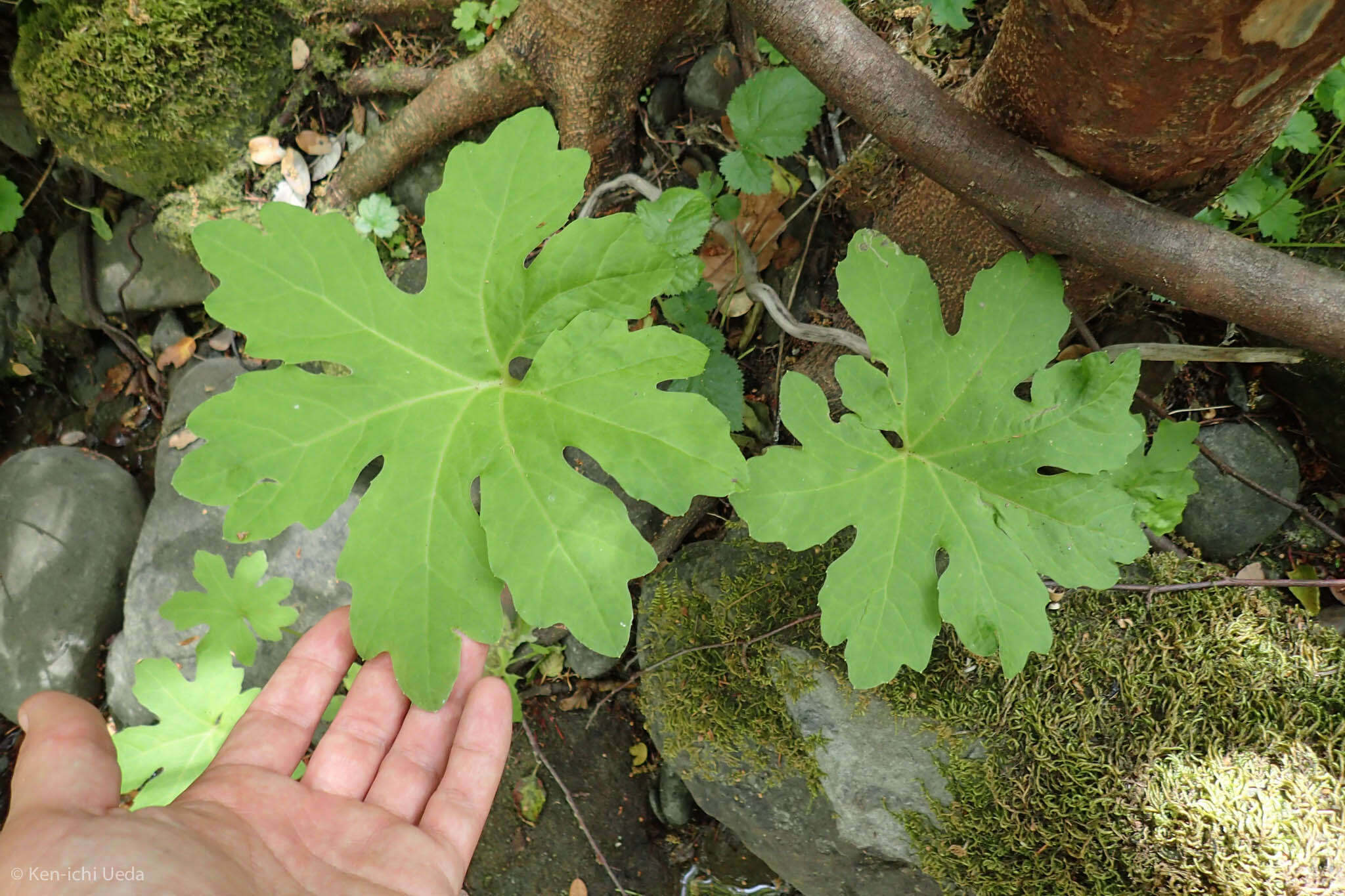 Plancia ëd Petasites frigidus (L.) R. E. Fr.