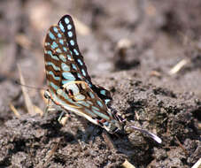 Image of Graphium antheus (Cramer (1779))