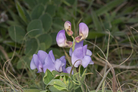 صورة Lathyrus nervosus Lam.