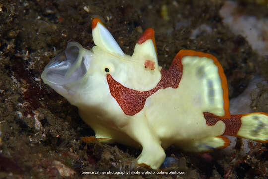 Image of Wartskin anglerfish