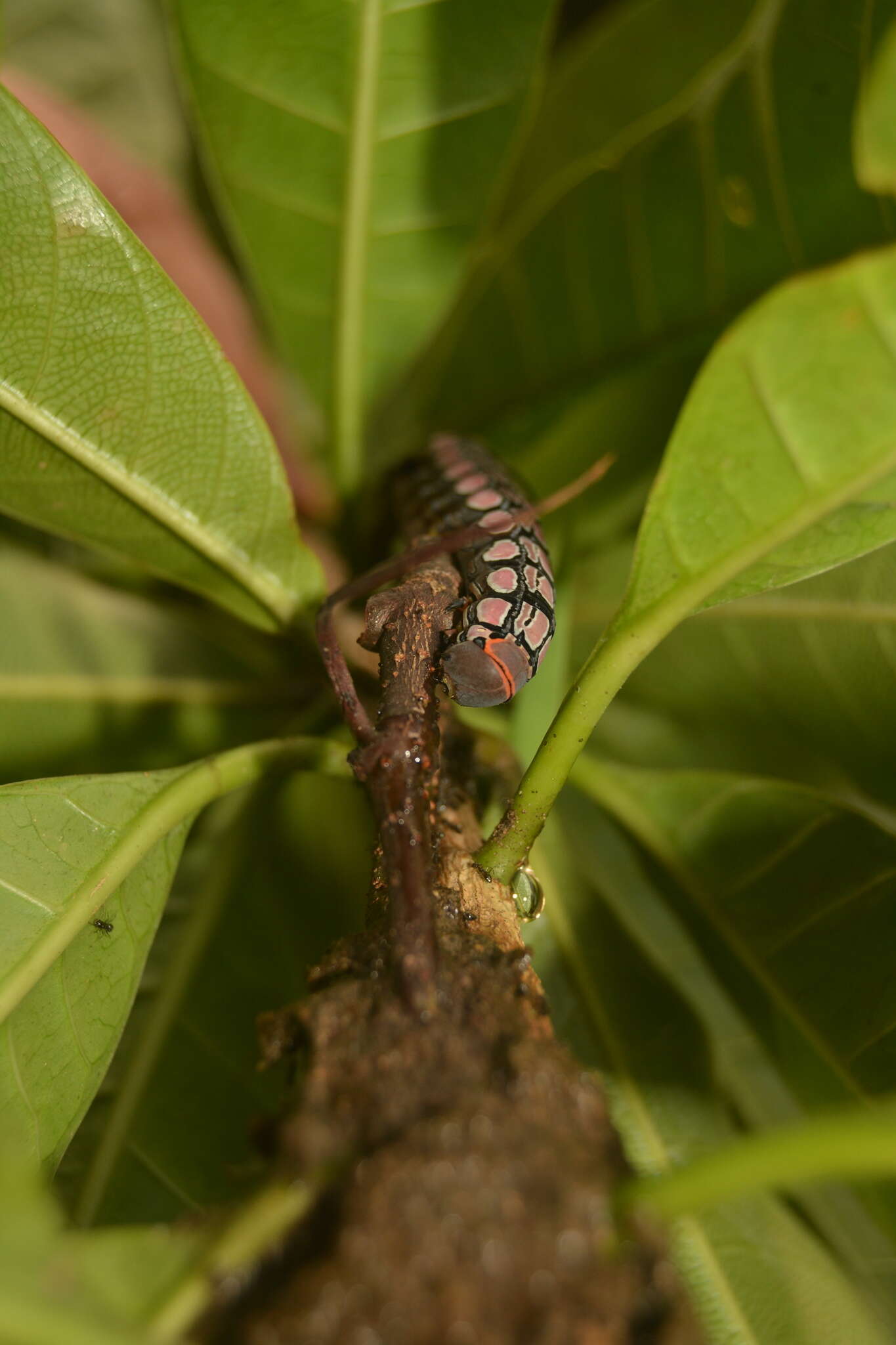 Слика од Isognathus menechus (Boisduval (1875))