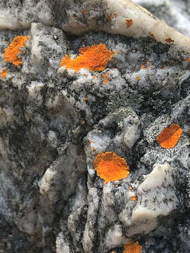 Image of cinnabar orange lichen