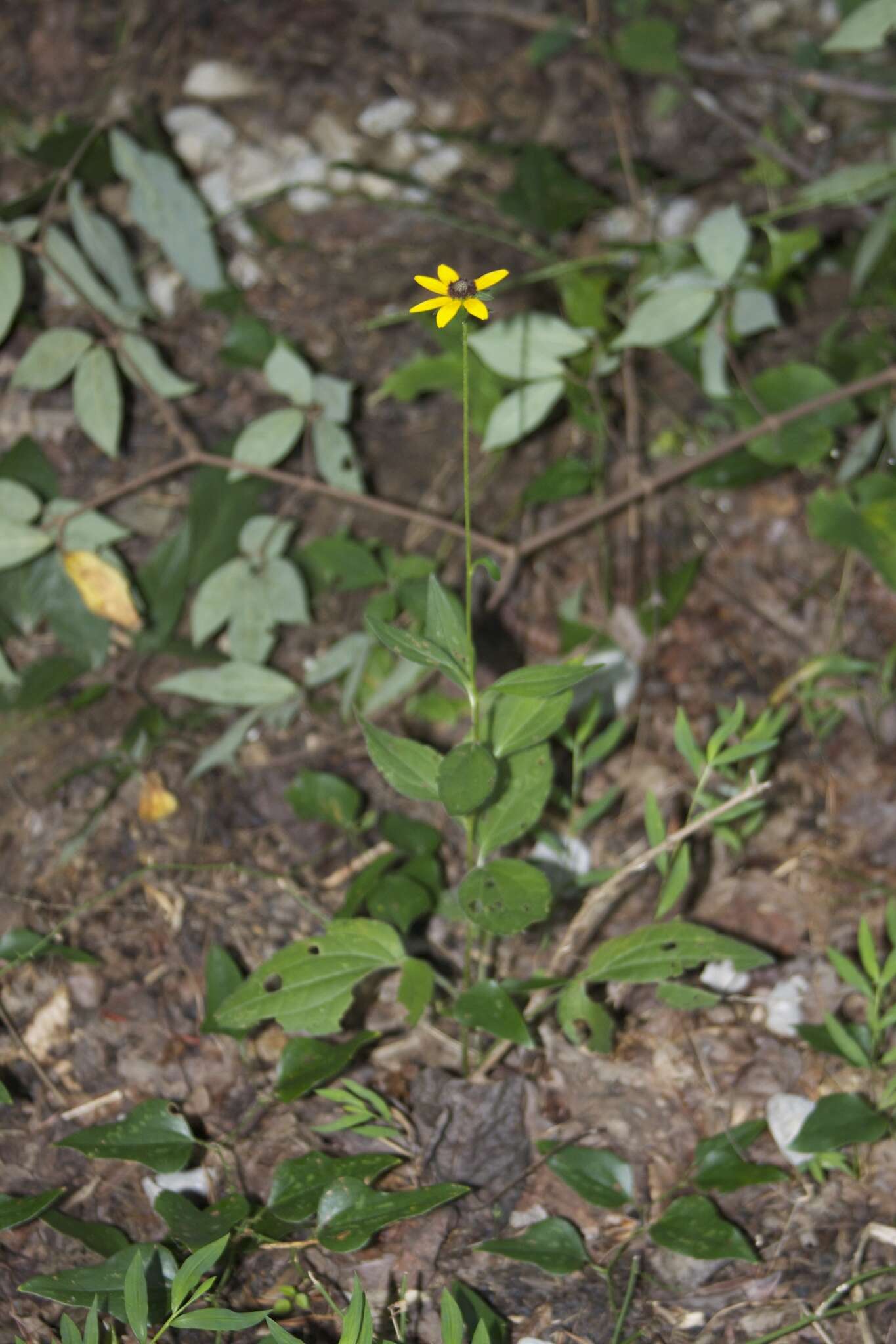 Image of orange coneflower