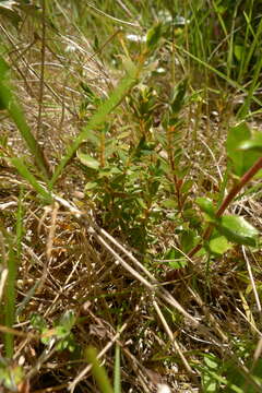 Image of Cyathodes fraseri (A. Cunn.) Allan