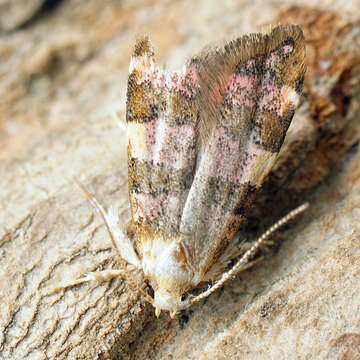 Image of Deuterogonia pudorina Wocke 1857