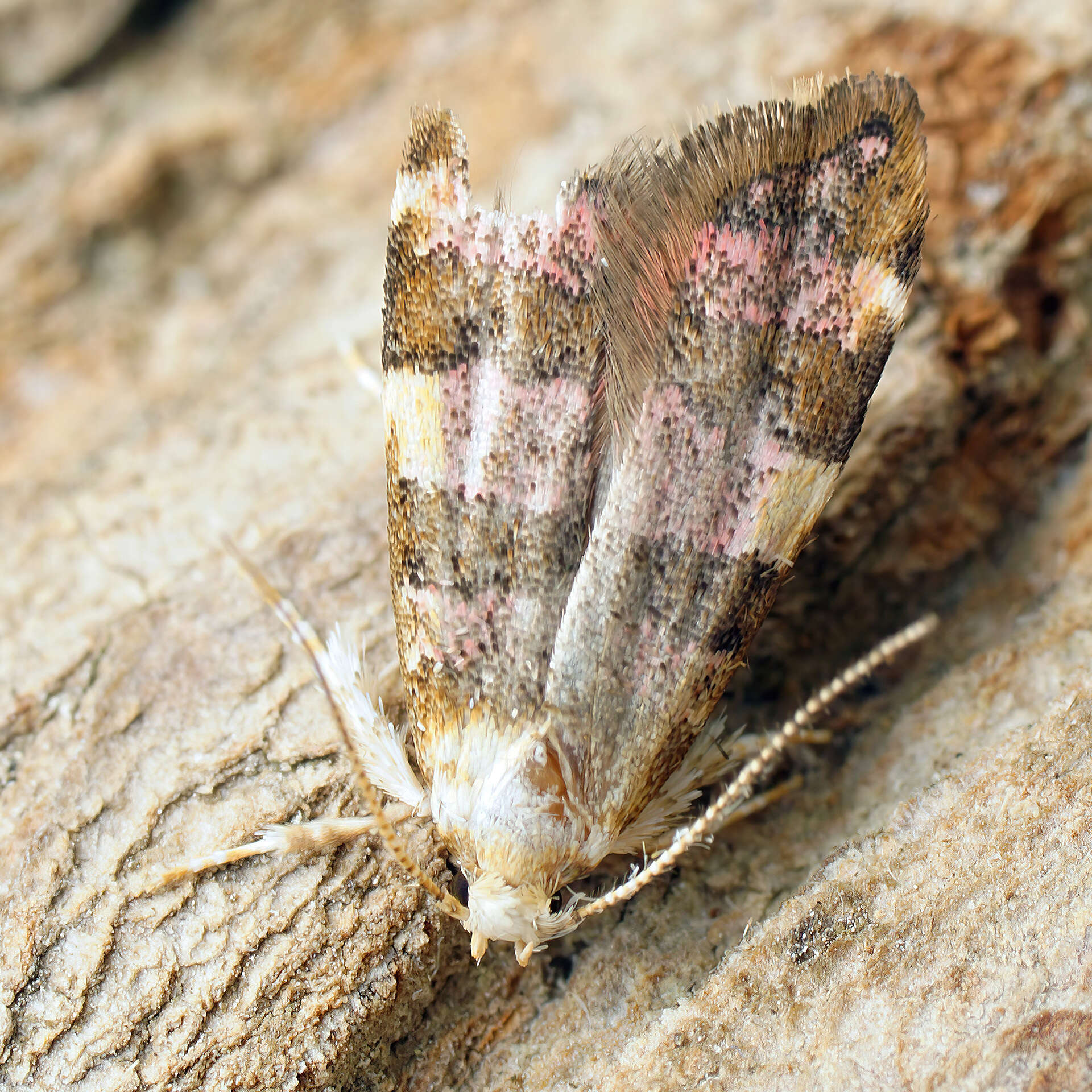 صورة Deuterogonia pudorina Wocke 1857