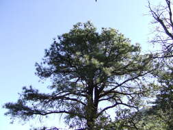 Image of chihuahua pine