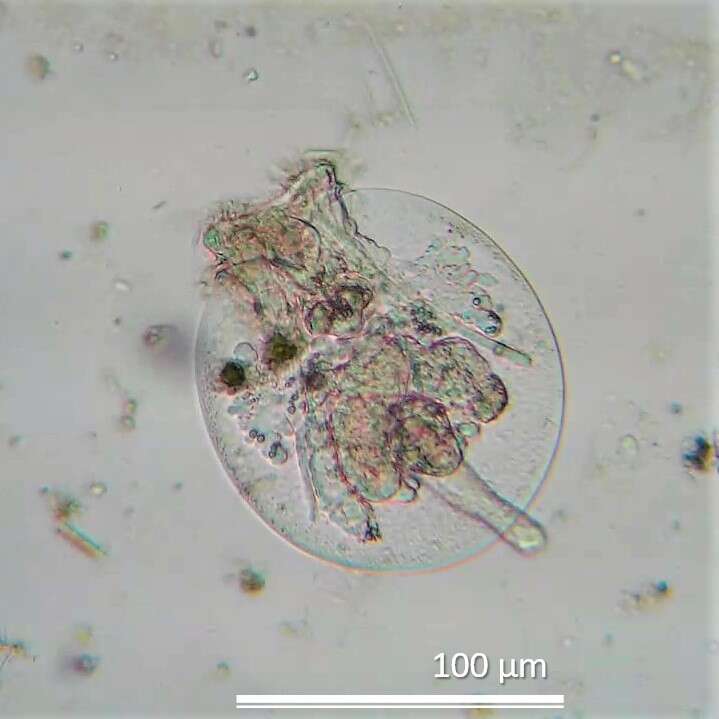 Image of turtle rotifer