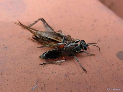 Image of Crabronid wasp