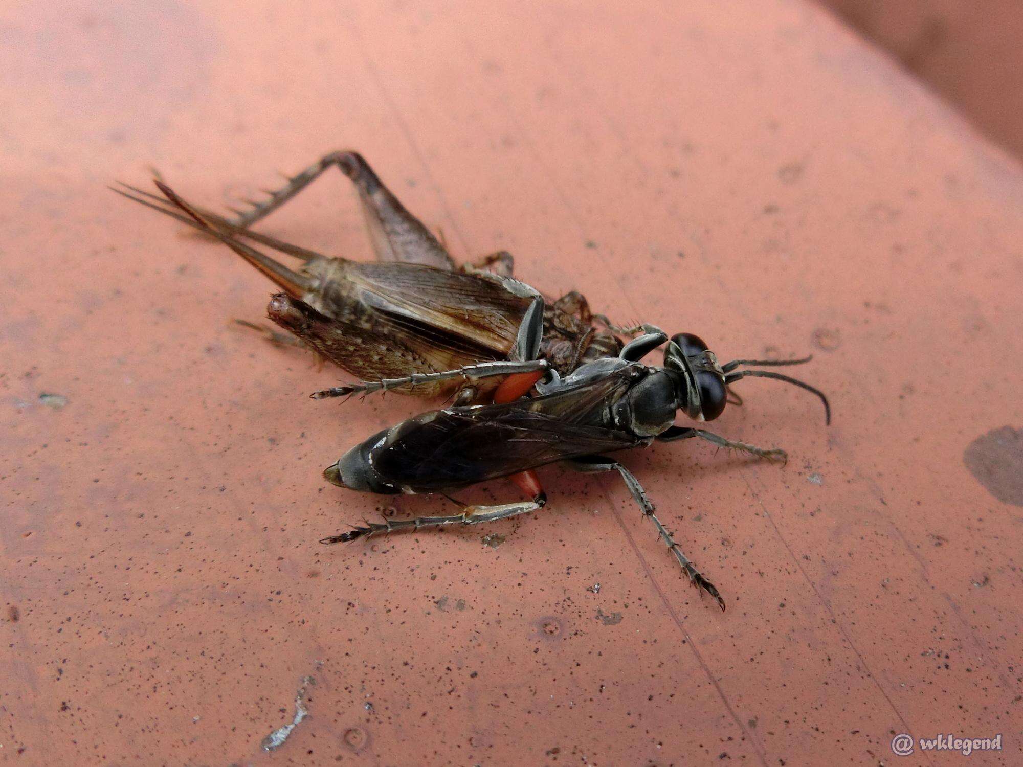 Image of Crabronid wasp