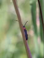 Image of Silis ruficollis