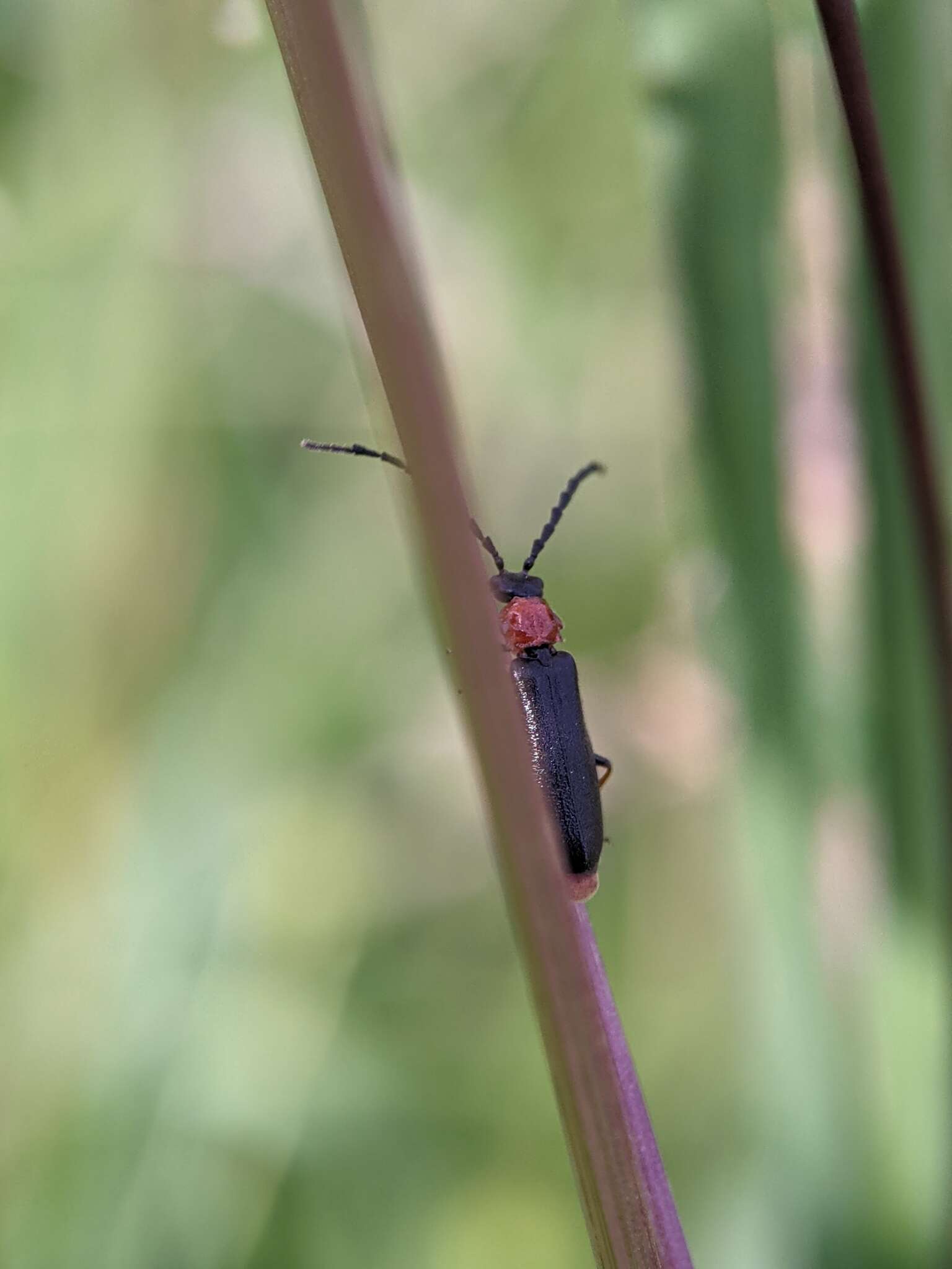 Image of Silis ruficollis