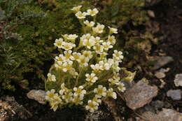 Image of Saxifraga muscoides All.