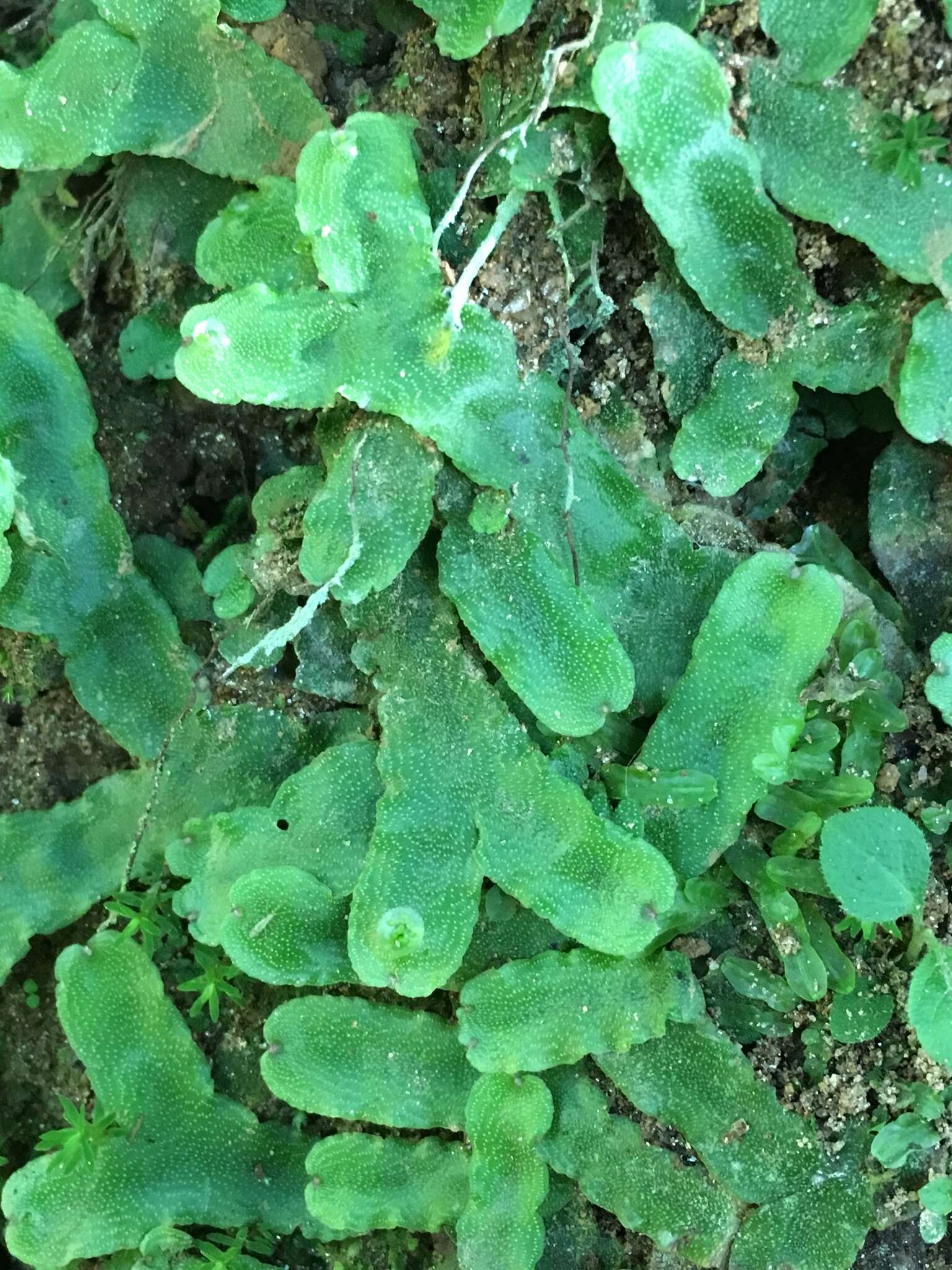 Image of Marchantia pappeana Lehm.