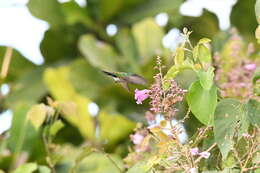 Image de Chrysuronia coeruleogularis (Gould 1851)