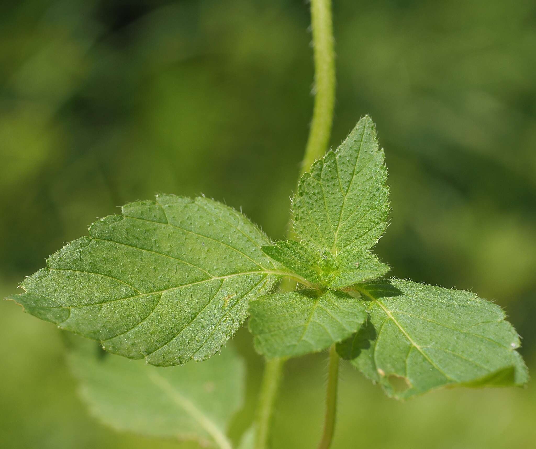 Image of Edmonton hempnettle