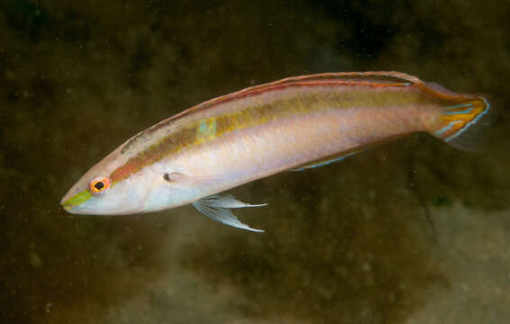 Image of Australian rainbow wrasse