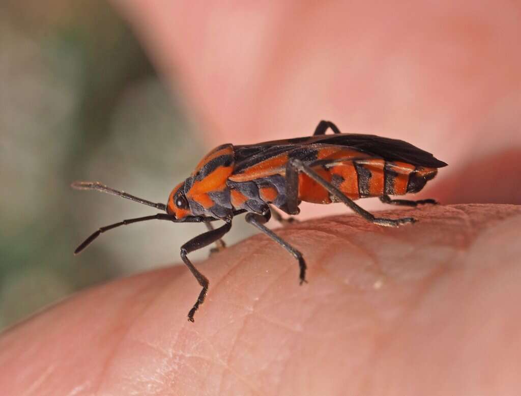 Image de Spilostethus pacificus (Boisduval 1835)