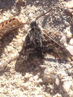 Image of Kern primrose sphinx moth