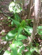 Image of Phyteuma ovatum subsp. pseudospicatum Pignatti