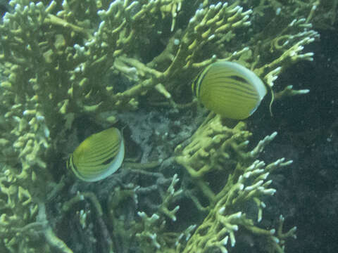 Image of Blacktail Butterflyfish