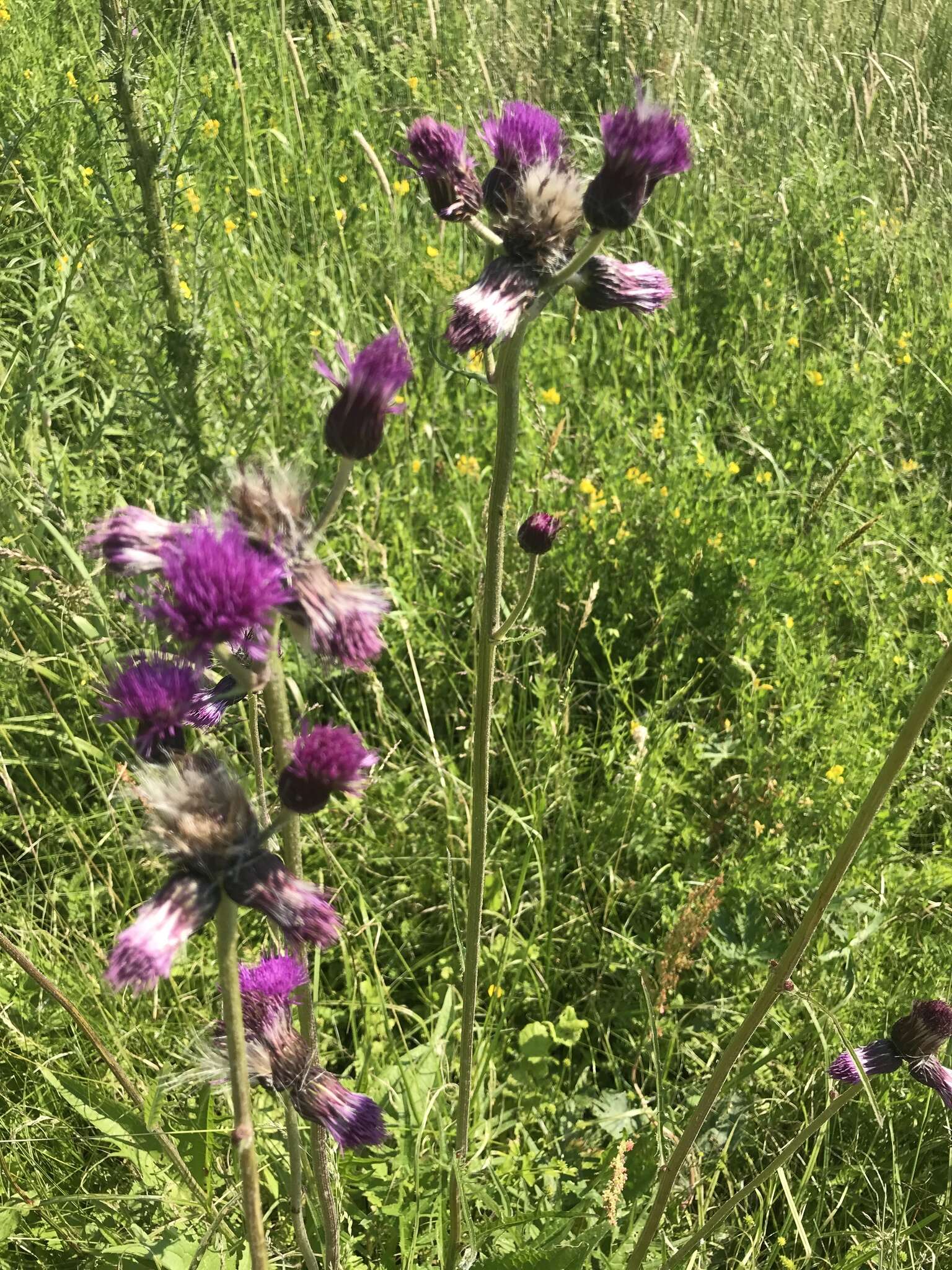 Image of Brook Thistle