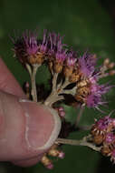 Plancia ëd Tessaria integrifolia var. ambigua (DC.) S. E. Freire