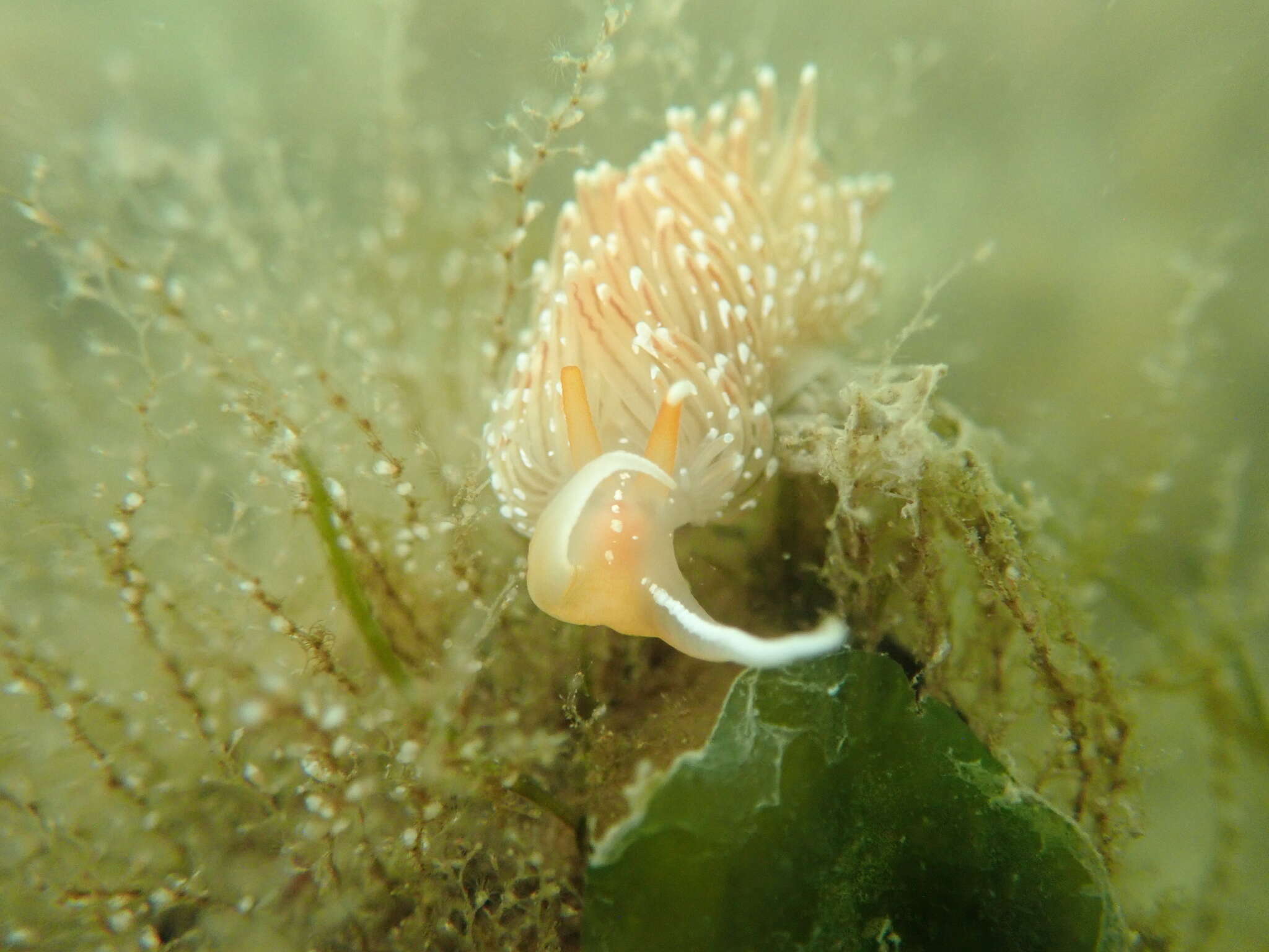 Image of White-tentacled japanese aeolis