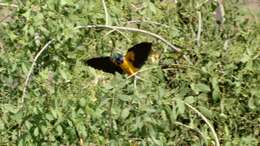 Image of Golden-breasted Starling