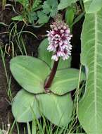 Imagem de Eucomis humilis Baker