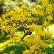 Image of Ancistrocerus nigricornis (Curtis 1826)