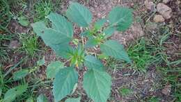 Physalis philadelphica Lam. resmi