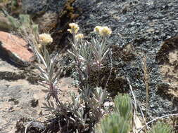 Image of Butterworth's buckwheat