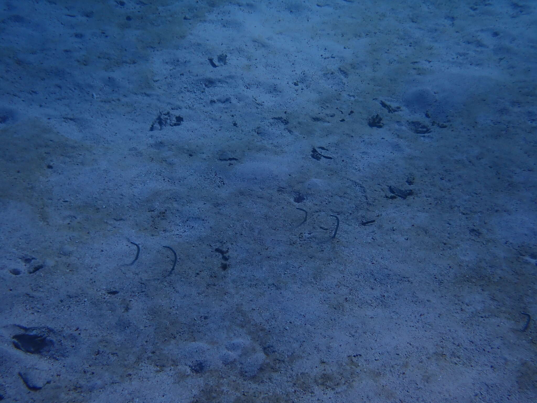 Image of Black spotted garden eel