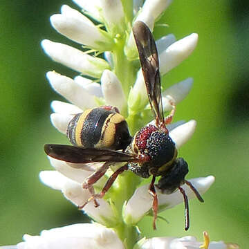 Image of Two-banded Cellophane-cuckoo Bee