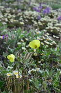 Image of Papaver lapponicum subsp. orientale Tolm.