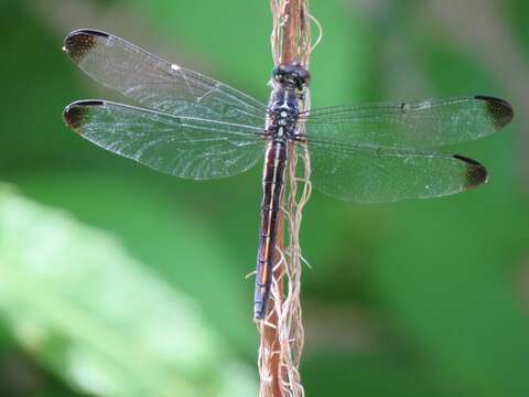 Image of Gray-waisted Skimmer