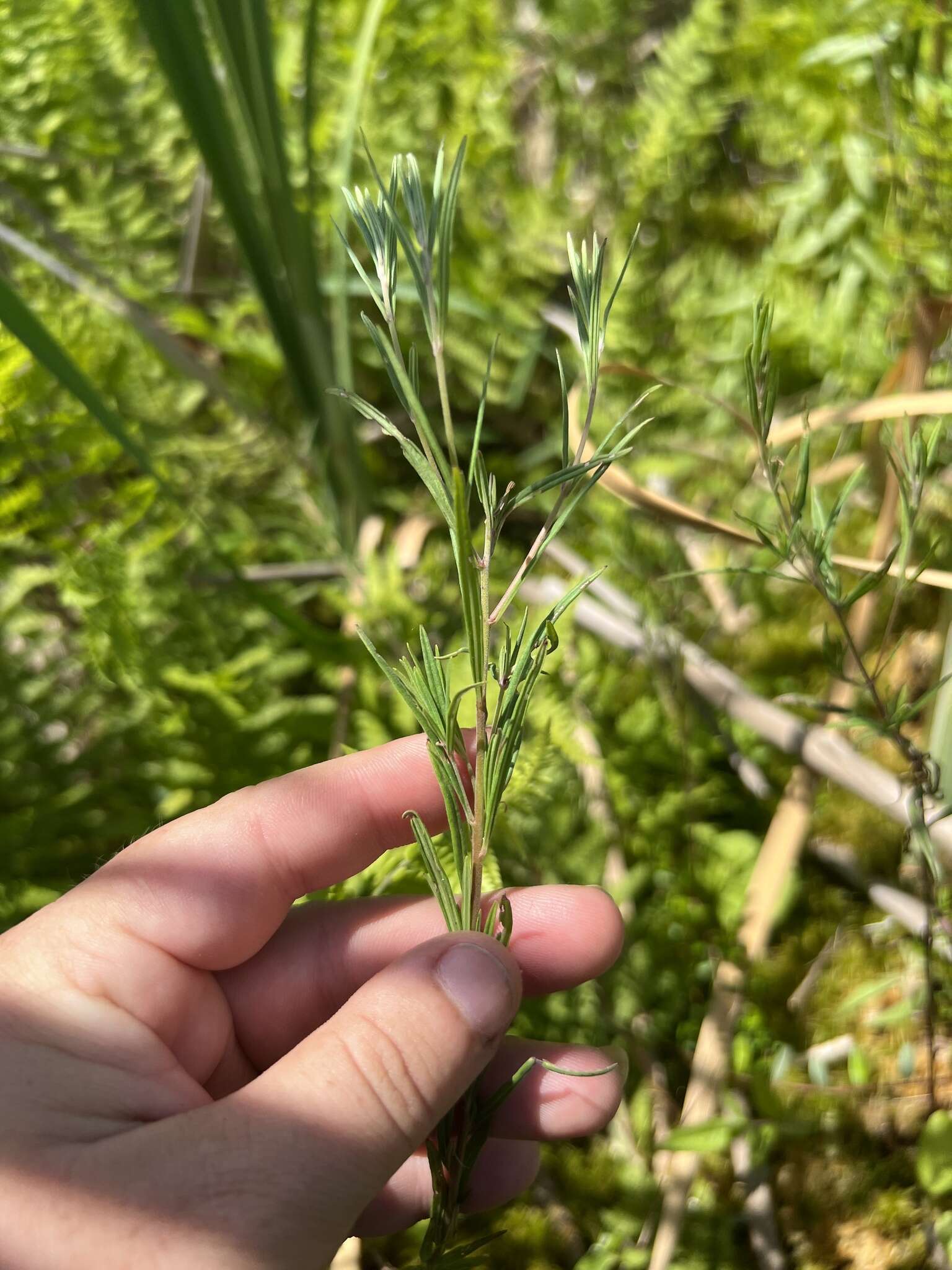 Слика од Epilobium leptophyllum Rafin.