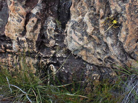 Image of Bobartia paniculata G. J. Lewis