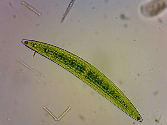 Image of Closterium acerosum