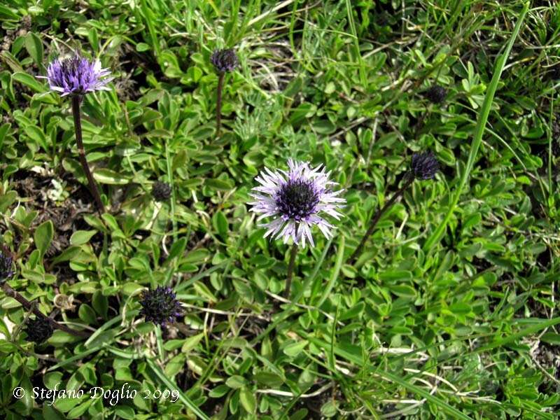 Image of Globularia meridionalis (Podp.) O. Schwarz