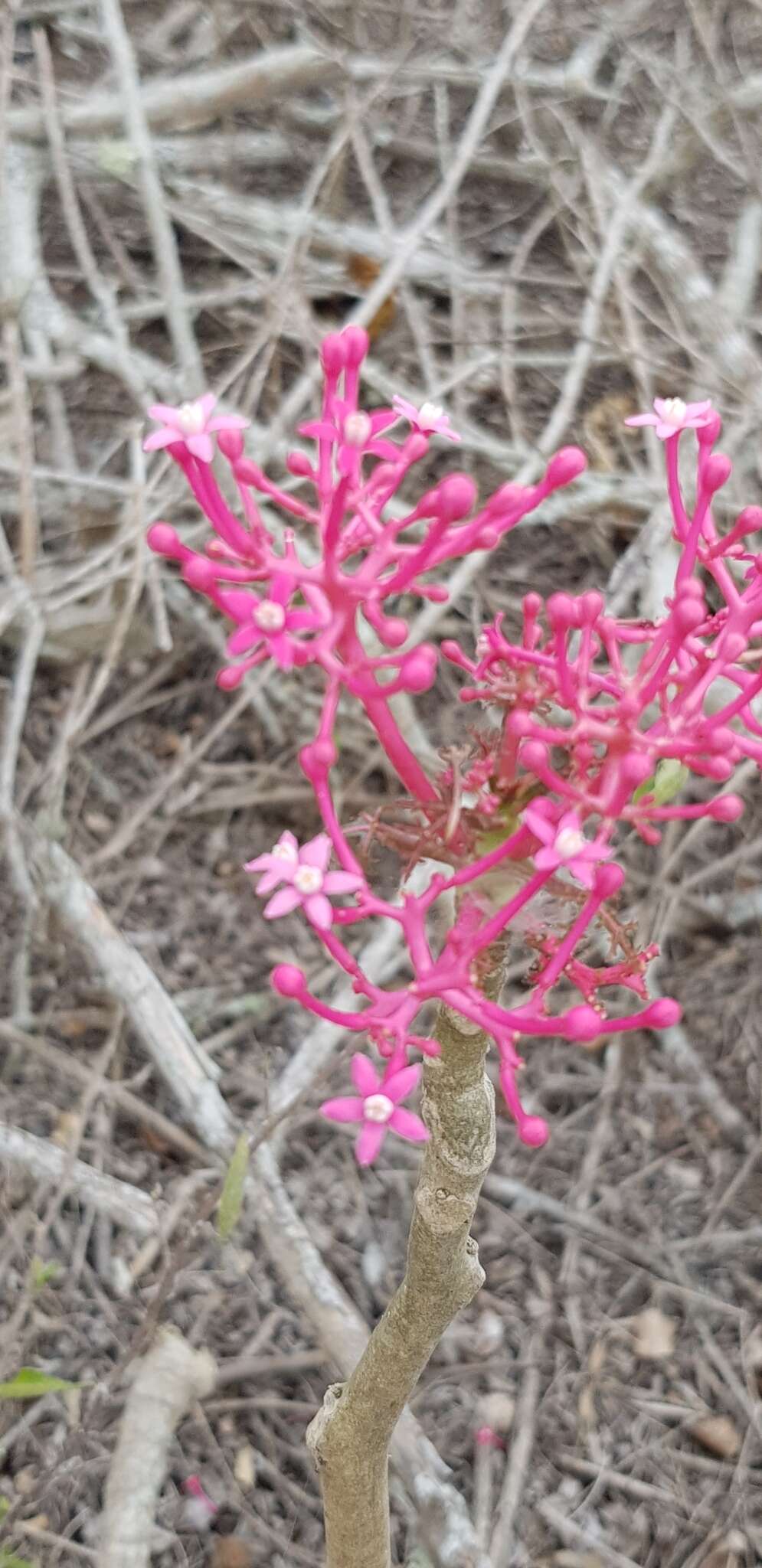 Image of Vasconcellea parviflora A. DC.