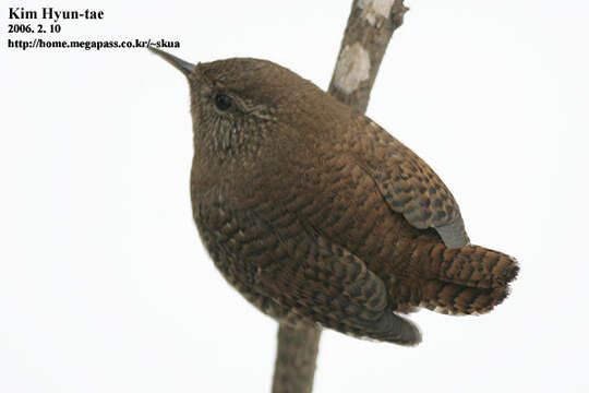 Image of Eurasian Wren