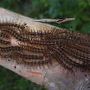 Image of Yellowtail moth