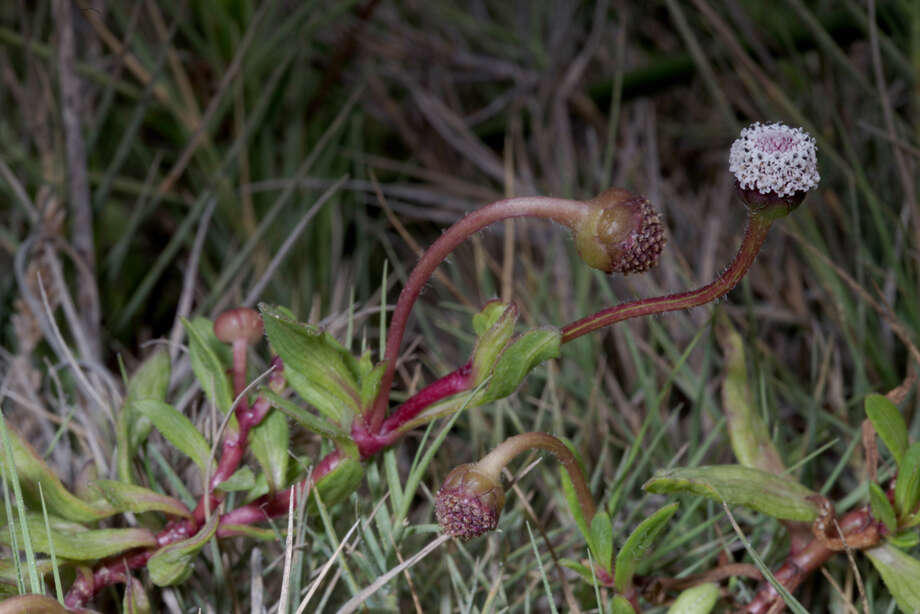 Spilanthes leiocarpa DC.的圖片