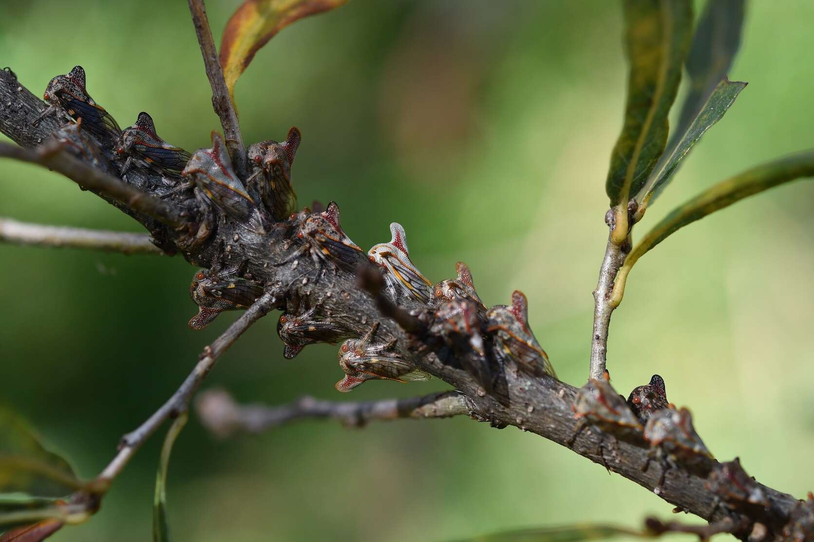 Imagem de Platycotis (Lophopelta) tuberculata Fairmaire 1846